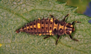 Two-spot ladybird. Photo: Whitney Cranshaw | CC BY 3.0 US
