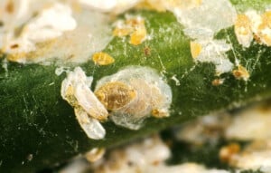 A female scale can be seen here beneath her semi-transparent cover. Beside her are two male scales.