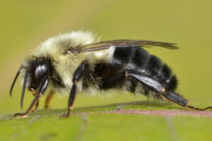 P-Common eastern bumblebee-Photo Ryan Hodnett