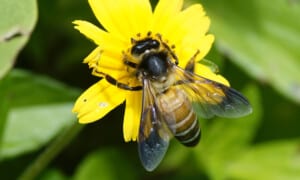 Giant honeybee-Apis dorsata_Photo: Vengolis | CC BY-SA 4.0