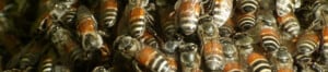 Red dwarf honey bee-Photo: Shyamal