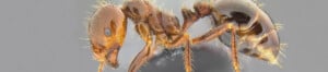 B-Red imported fire ant-Eli Sarnat