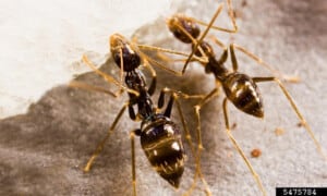 C-Black crazy ants-Photo Eli Sarnat