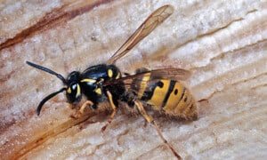 English wasp (Vespula vulgaris). Photo: Don Horne | CC BY 4.0