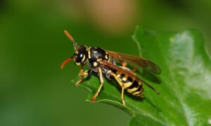European paper wasp (Polistes dominulus). Photo: Fritz Geller-Grimm | CC BY-SA 2.5