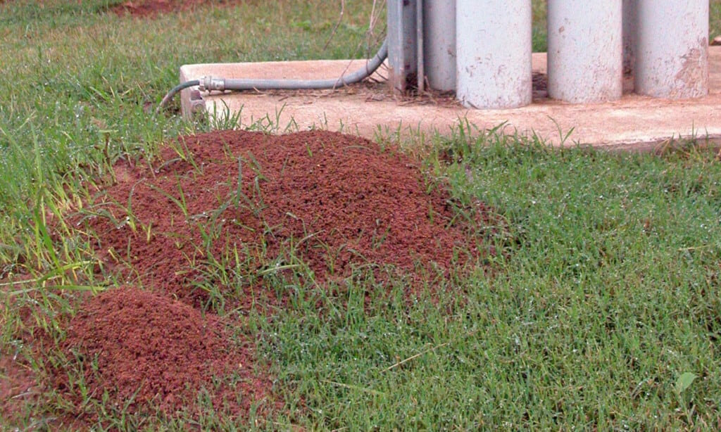 C-Fire ant nests-Photo Jake Farnum