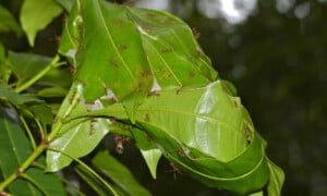 Green tree ant nest-Photo Bernard Dupont | CC BY-SA 2.0