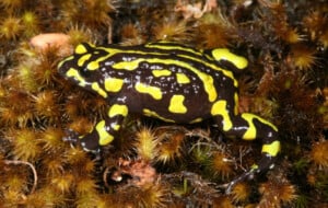 Northern corroboree frog-Photo Michael McFadden