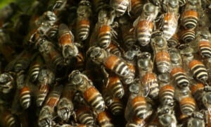 Red dwarf honey bee. Photo: Shyamal | CC0 1.0