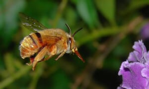 Teddy bear bee. Photo: Louise Docker | CC BY-SA 2.0
