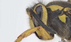 C-Western Yellowjacket-Photo Sarah McCaffrey Museums Victoria