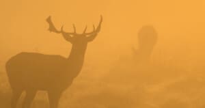 Deer in mist