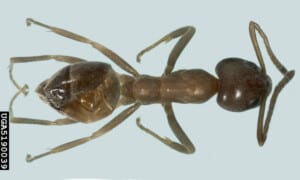 Argentine ant lacks a narrow waist-Photo Bugwood