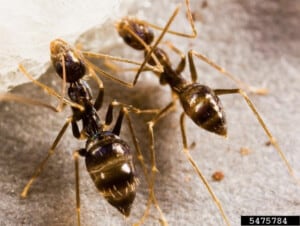 Black crazy ants-Bugwoo.org
