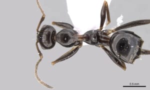 The browsing ant has a thorax in an hourglass glass shape when viewed from above. Photo: Shannon Hartman | www.antweb.org
