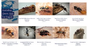 Melbourne outfit Queen of Ants boasts worldwide shipping of “beautiful and unique” Australian queens.