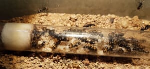 Pet ants for sale overseas.