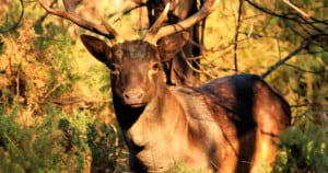 Feral fallow deer, Tasmania.