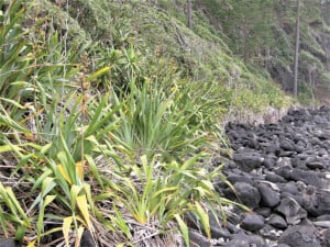 Coastal Grassland at Hundred Acres Reserve. Photo: Kevin Mills
