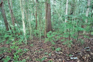 Coastal Pine and White Oak Forest in Hundred Acre Reserve. Photo: Kevin Mills