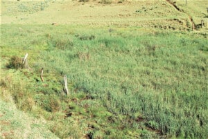 Freshwater Swamp along valley floor at Headstone. Photo: Kevin Mills