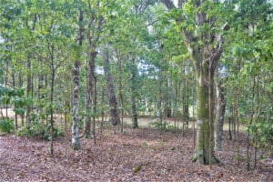 Plateau Hardwood Forest on private land at Steeles Point. Photo: Kevin Mills
