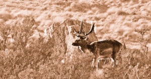 Feral deer on private conservatoin land Tasmania