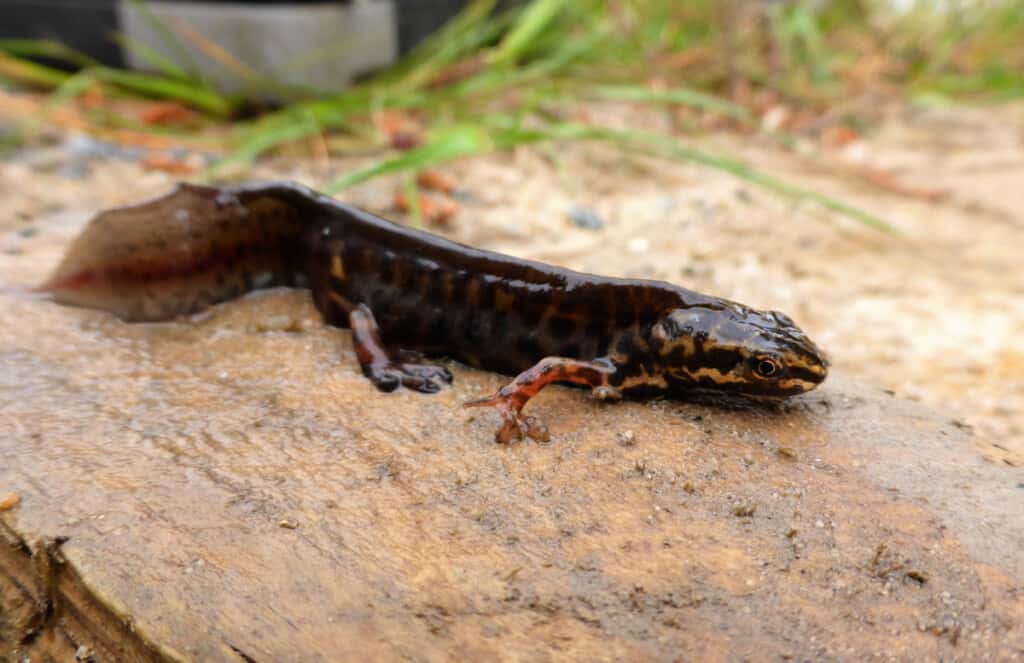 Smooth newt caught in Melbourne waterway-Photo Ecology Australia