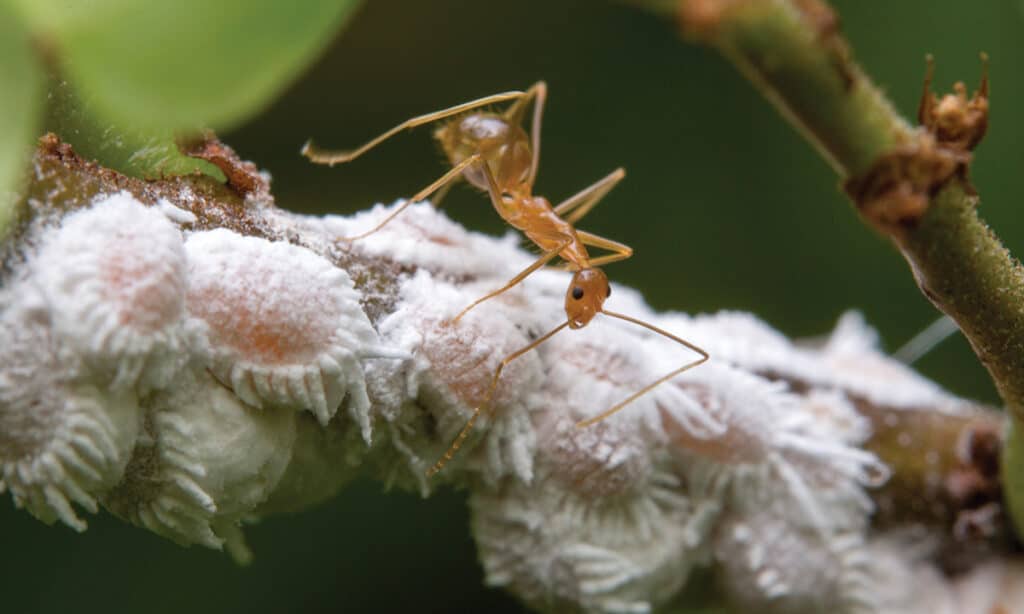 Yellow crazy ants in Australia