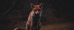 Fox