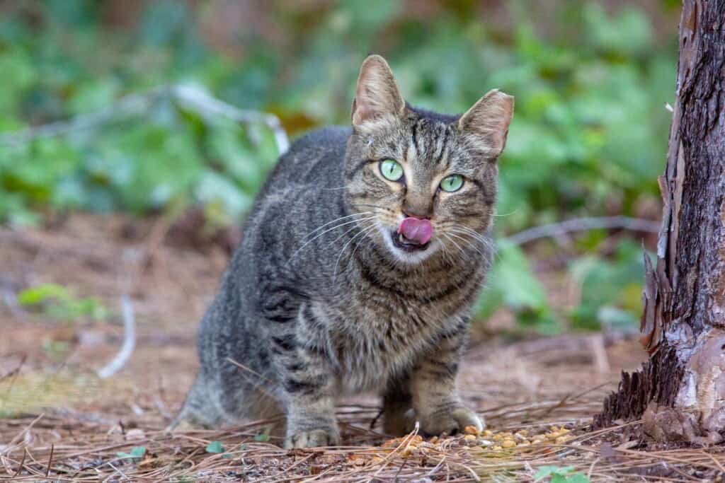 Impact of domestic and Feral Cats in Australia
