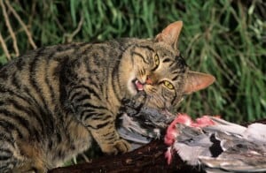 Feral Cat (Felis catus) feeding on Galah cockatoo carcass (Cacatua roseicapilla) Darling Range, Western Australia, September