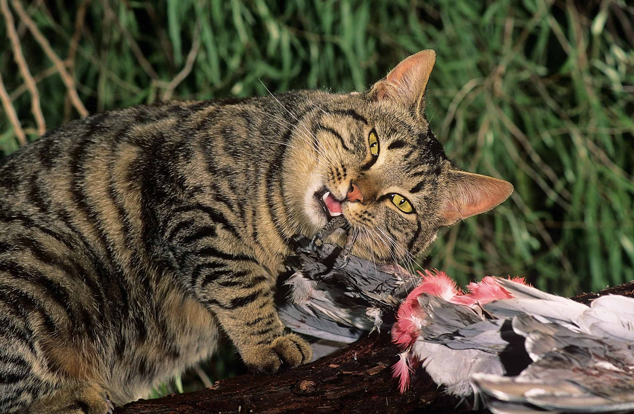 Feral Cat Felis Catus Feeding On Galah Cockatoo Carcass Cacatua 
