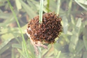 Red imported fire ant stevenw12339