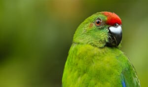 Norfolk Island Parakeet-credit Luis Ortiz-Catedral
