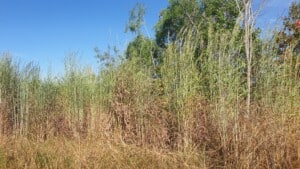 Gamba grass is one of Australia’s most alarming invasive species. Photo: Gamba Grass Roots