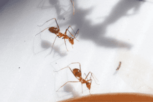 Yellow crazy ants (YCA) attracted to bait in Townsville feature image.