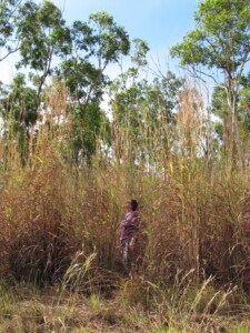 Some noxious introduced weeds such as Gamba Grass, which threatens northern savannas, can transform ecosystems. Gamba Grass grows to over two metres tall, as demonstrated by Annie Wells, who is standing amid a stand of the weed in this photograph. Photo: Gamba Grass Roots