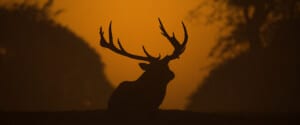 Feral deer