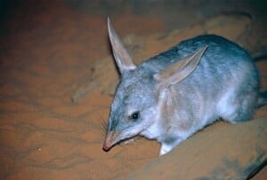Bilby - Bernard Dupont
