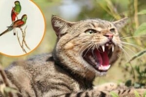 Feral cat and paradise parrot feature image.