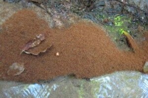 A yellow crazy ant supercolony in Far North Queensland. Photo: Frank Teodo