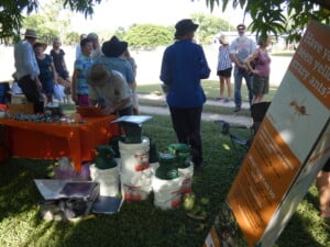 Townsville Yellow Crazy Ant Community Taskforce Coordinator Bev Job at a community event in Alligator Creek. Photo by: Invasive Species Council.