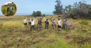 Gamba Grass Roots - Froggatt Awards 2021 - Facebook Preview Image - Invasive Species Council