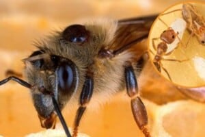 ISC Website Feature Image - Varroa mite and tawny crazy ant - NSW DPI & Government of Western Australia - Alex Wild & Ed Le Brun