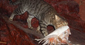 Feral Cat with Galah