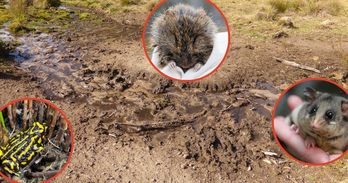 Feral animals are damaging Kosciuszko National Park