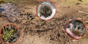 eral animals are damaging Kosciuszko National Park