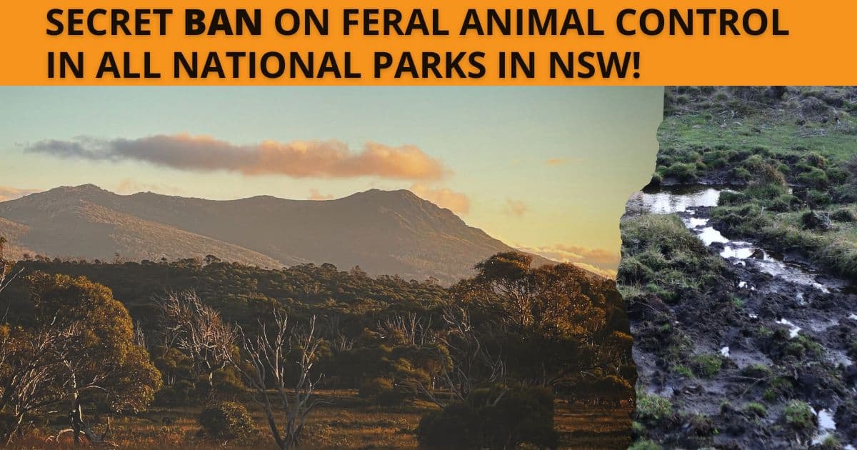 Take action to end the ban on feral animal control in NSW National Parks!