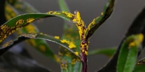 Myrtle Rust